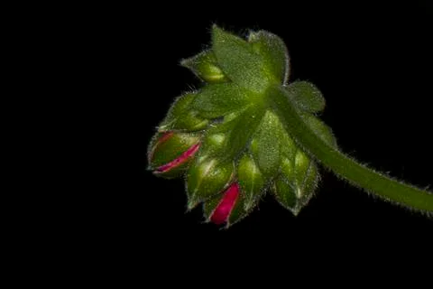Geranium flowers Stock Photos