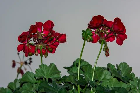 Geranium flowers Stock Photos