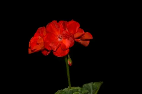 Geranium flowers Stock Photos