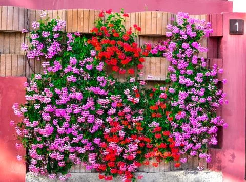 GERANIUM FLOWERS Stock Photos