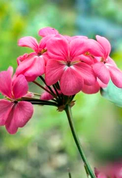 GERANIUM FLOWERS Stock-Fotos