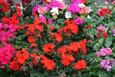 Geranium Flowers. Stock Photos
