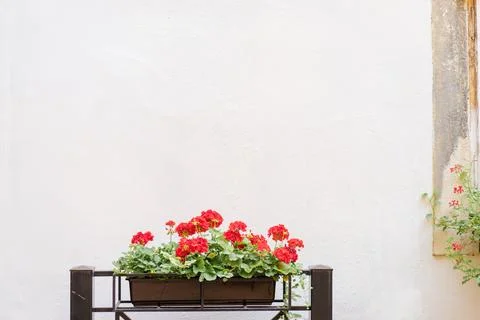 Geranium flowers Stock Photos