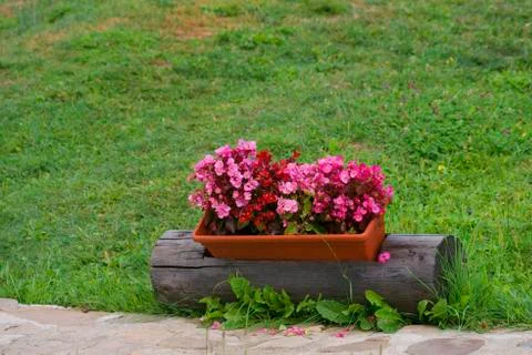 Geranium flowers in a pot Stock Photos