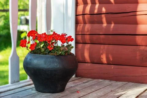 Geranium flowers in a pot. Stock Photos