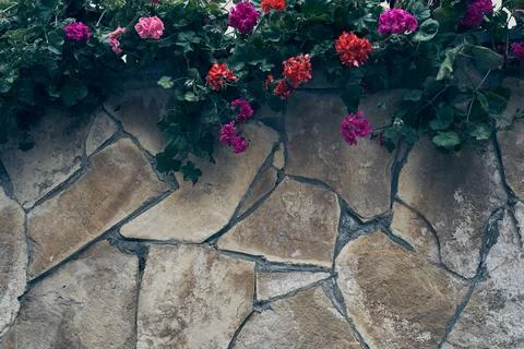 Geranium flowers on a stone surface from large parts, with space to copy Stock Photos
