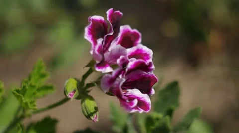 Geranium flowers in the sun Stock Footage 66302654