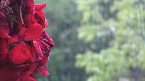 Geranium flowers under summer rain against green trees Stock-Footage 101524276