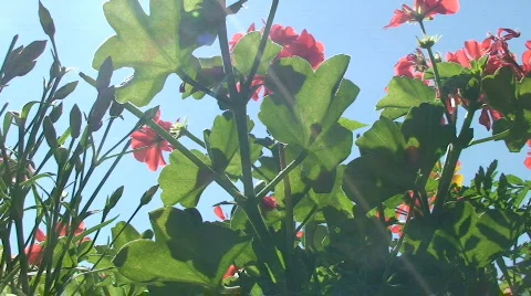 Geranium Видео 801606