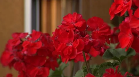 Geranium Stockbeeldmateriaal 7753120