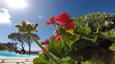 Geranium Stock-Footage 106461536
