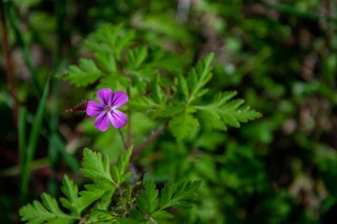Geranium in a forest clearing with a bokeh effect. Stock Photos