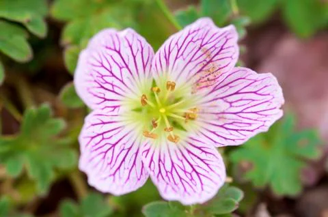 Geranium forest Stock Photos