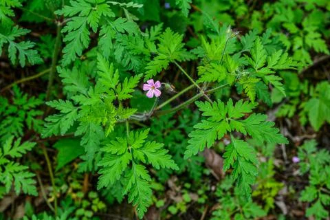 Geranium (Geranium robertianum) grows in the wild . Stock Photos