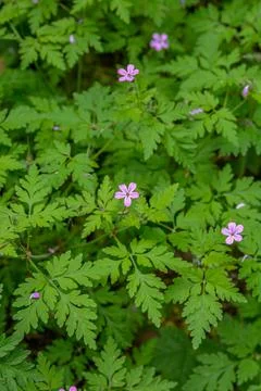 Geranium (Geranium robertianum) grows in the wild . Stock Photos