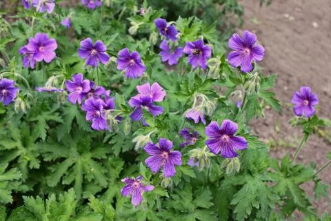 Geranium ibericum flowers Stock Photos