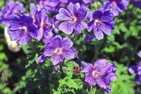 Geranium ibericum flowers Stock Photos