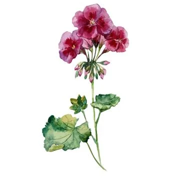 Geranium Stock Illustration
