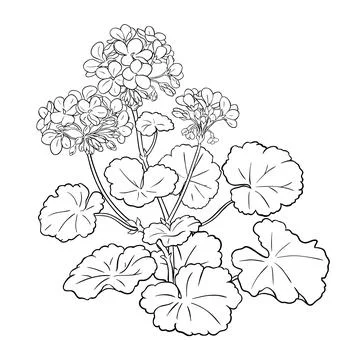Geranium isolated Illustrazione stock