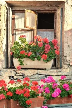 Geranium in jars put in front of a window Stock Photos
