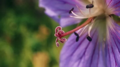 Geranium johnsonii Johnson's Blue flower in macro close up background stock.. Stock Footage 337926434