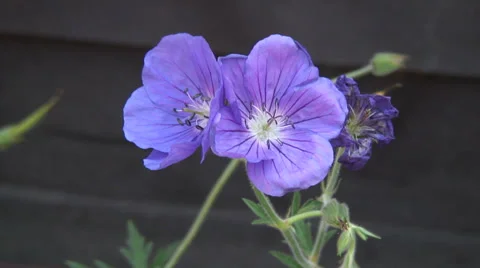 Geranium Johnson's blue Stock Footage 28019529