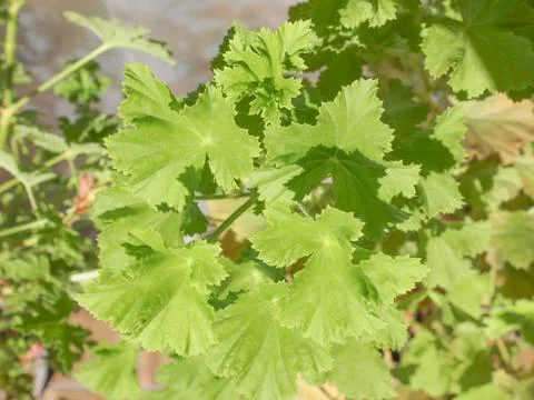 Geranium leaf Stock Photos