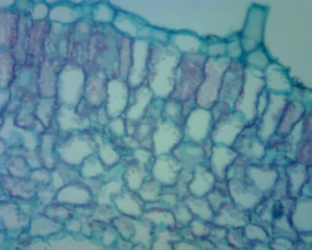 Geranium Leaf Transverse Section: Core Features Stock Photos