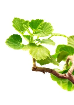 Geranium leaves Foto stock