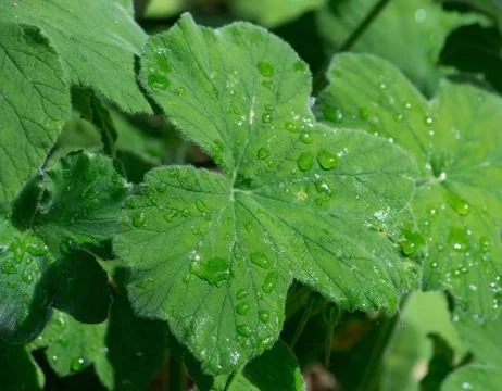 Geranium leaves with rain drops Stock Photos