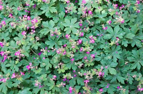 Geranium  macrorrhizum  flowers Stock Photos