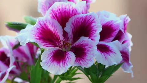 Geranium moving by the action of the wind blossom Stock Footage 130969934