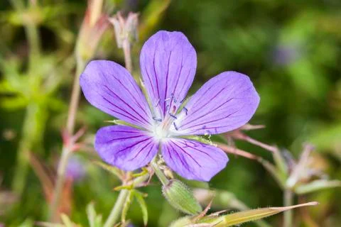 Geranium 'Nimbus' Stock Photos