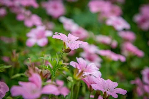 Geranium Nodosum Stock Photos