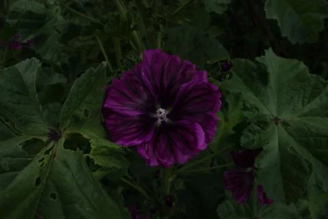Geranium with one opened flower close-up and many small buds on the bush Stock Photos