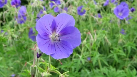 Geranium Orion in flower Stock Footage 155925995