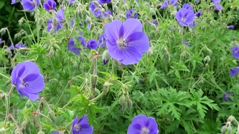 Geranium Orion in flower Vidéo 155926079