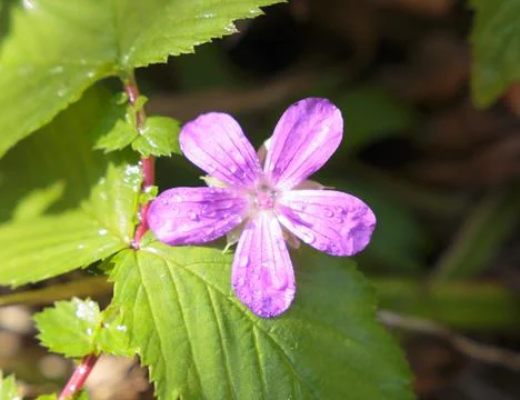 Geranium palustre Marsh forest geranium close up Stock Photos