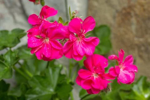 Geranium (pelargonium) flowers Stock Photos