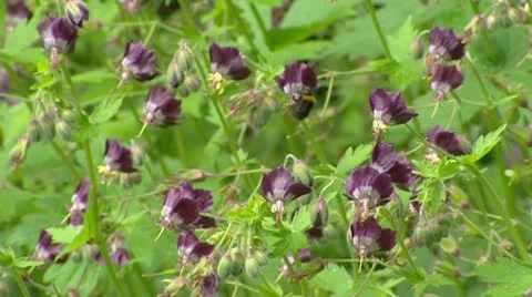 Geranium phaeum, Dusky Cranesbill in bloom - close up Stock Footage 22368068