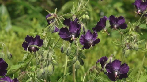 Geranium phaeum, Dusky Cranesbill in flower bed - close up Stock Footage 26871526