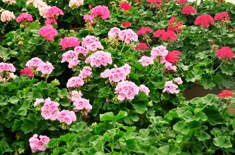 Geranium Stock Photos