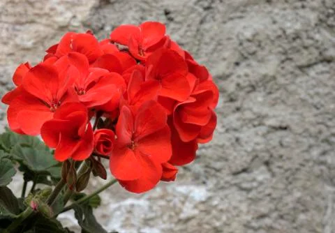Geranium Stock Photos