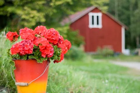 Geranium Stock Photos