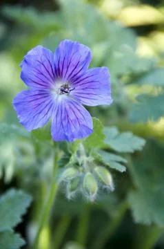 Geranium Stock Photos