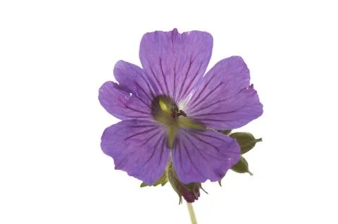 Geranium Stock Photos