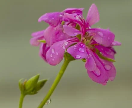 Geranium Stock Photos