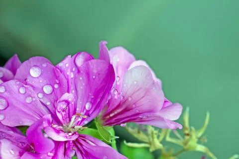 Geranium Stock Photos