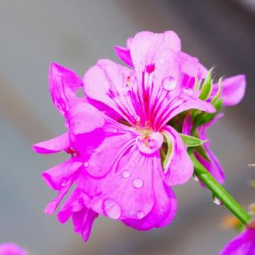 Geranium Foto stock