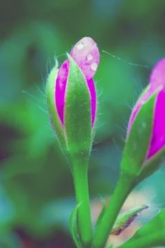 Geranium Stock Photos